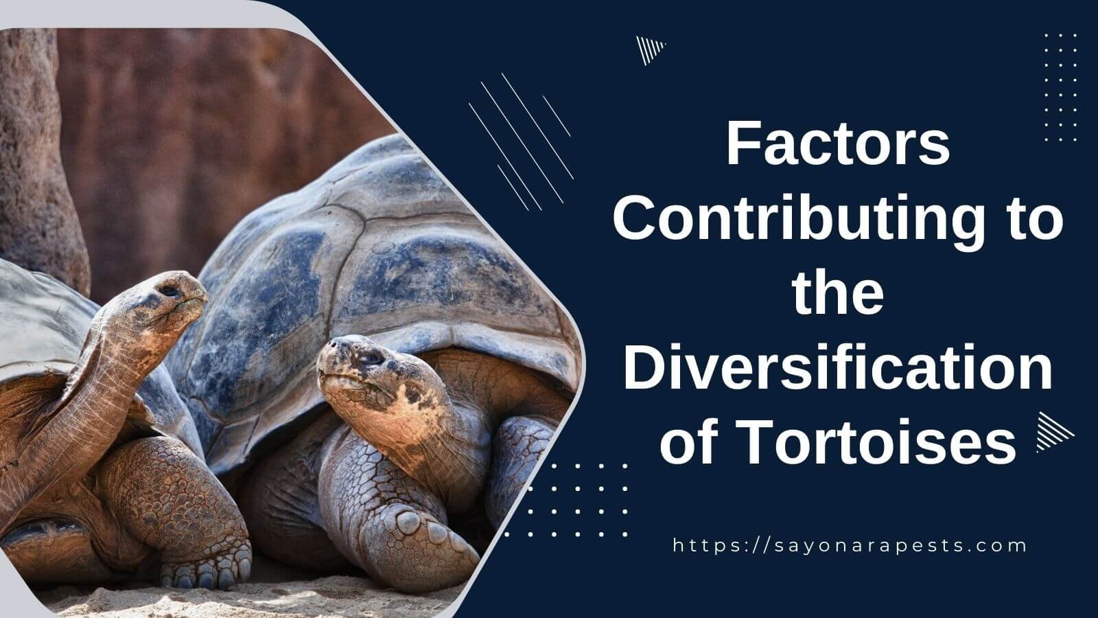 Factors Contributing to the Diversification of Tortoises | Sayonara Pests