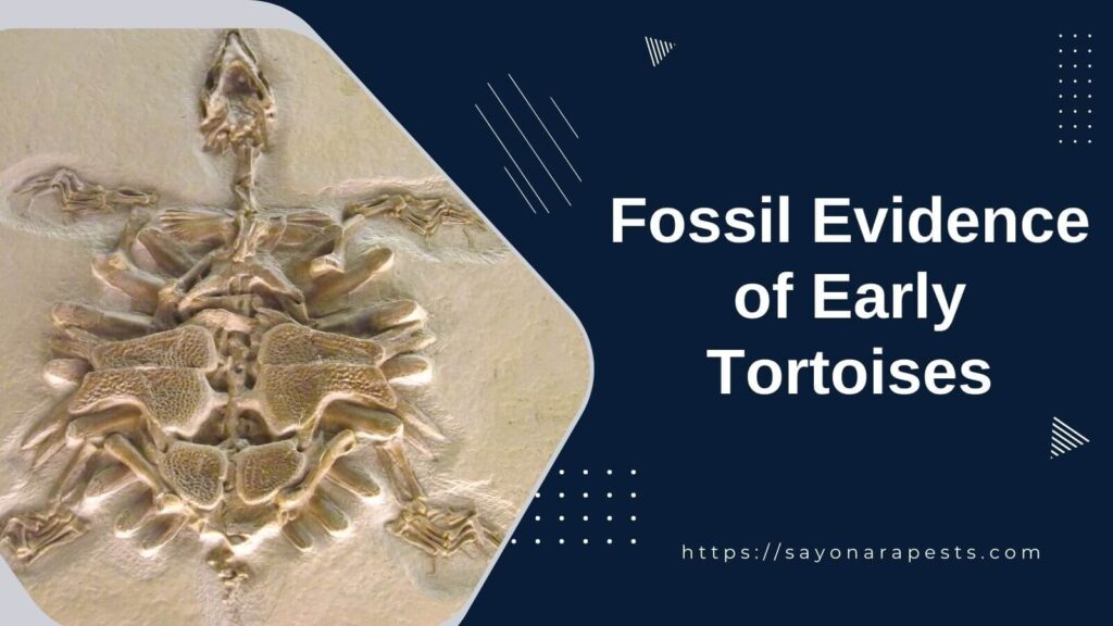 Fossil Evidence of Early Tortoises