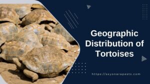 Geographic Distribution of Tortoises