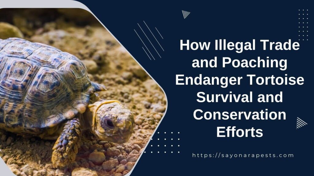 How Illegal Trade and Poaching Endanger Tortoise Survival and Conservation Efforts