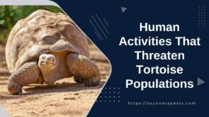 Human Activities That Threaten Tortoise Populations