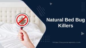 Natural Bed Bug Killers