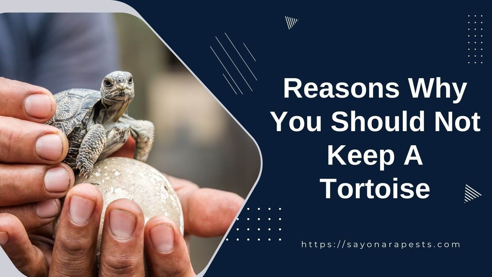 The Reasons Why You Should Not Keep A Pet Tortoise Sayonara Pests