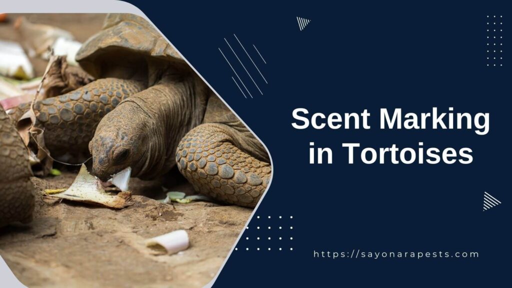 Scent Marking in Tortoises