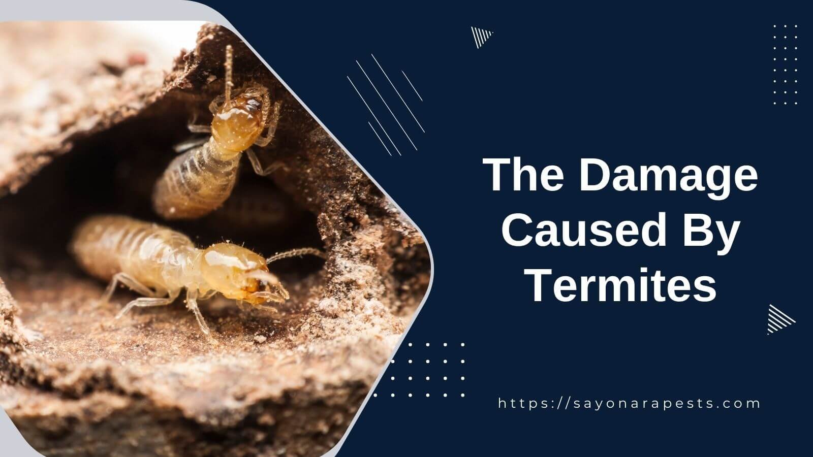 The Damage Caused By Termites | Sayonara Pests