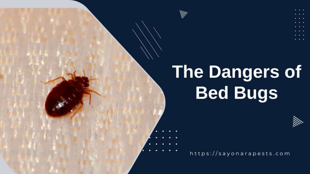 The Dangers of Bed Bugs
