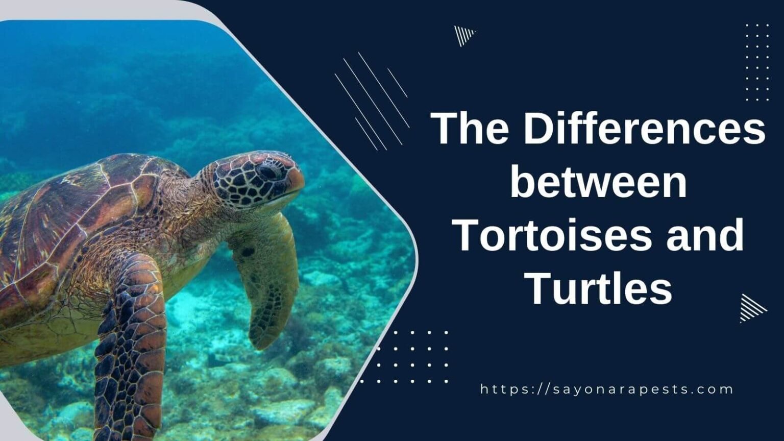 The Differences Between Tortoises and Turtles - Sayonara Pests