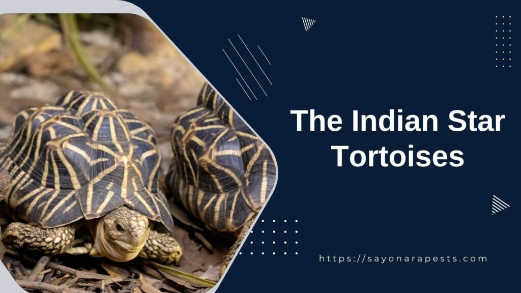 The Indian Star Tortoises