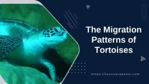 The Migration Patterns of Tortoises