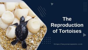 The Reproduction of Tortoises