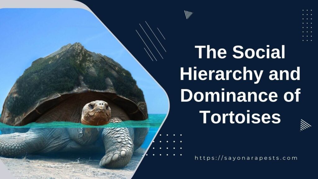 The Social Hierarchy and Dominance of Tortoises