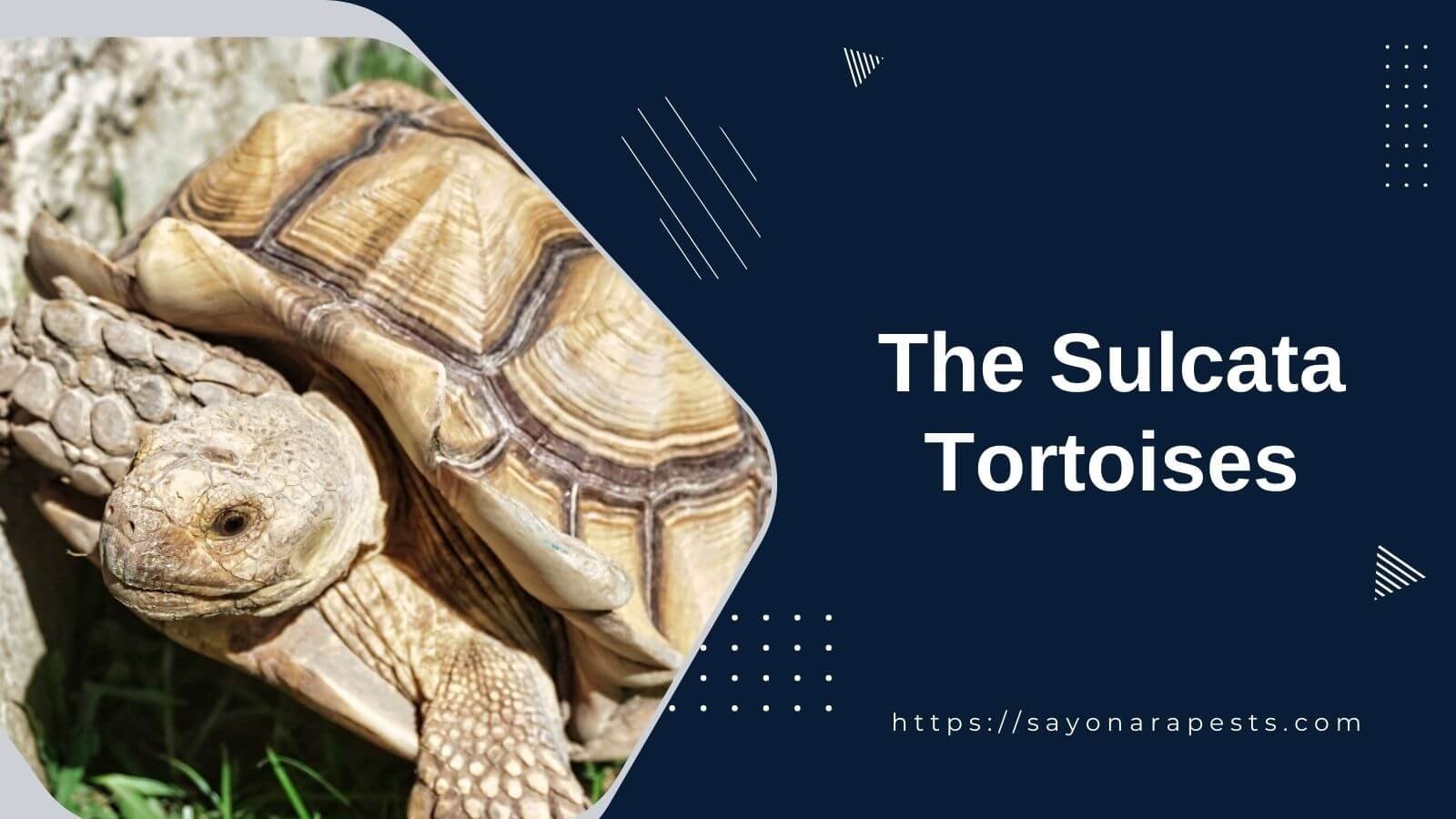 The Sulcata Tortoises | Sayonara Pests