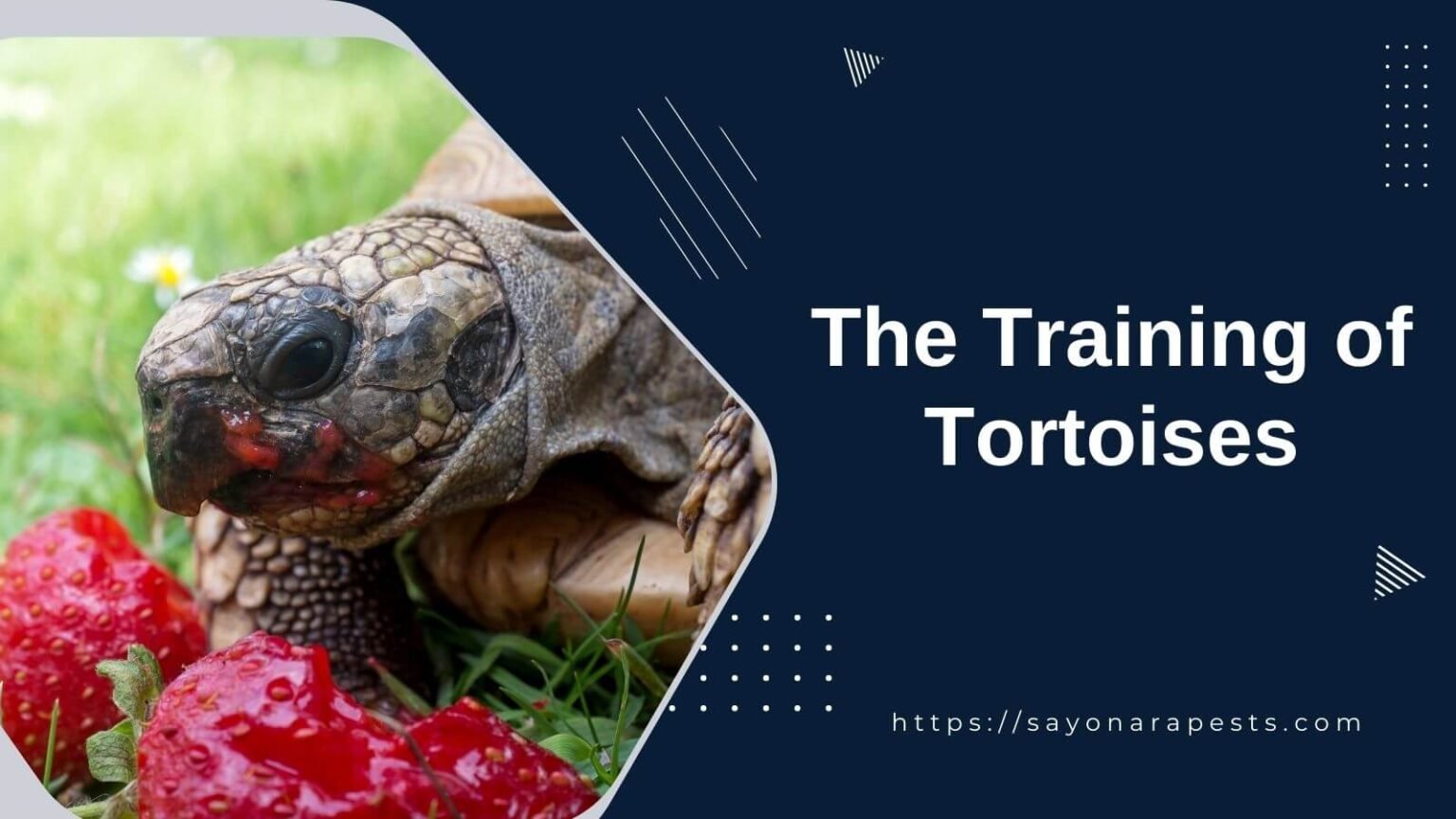 How To Train A Tortoise? - Sayonara Pests