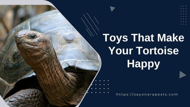 Toys That Make Your Tortoise Happy
