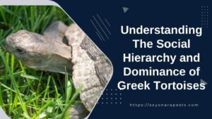 Understanding The Social Hierarchy and Dominance of Greek Tortoises