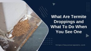What Are Termite Droppings and What To Do When You See One